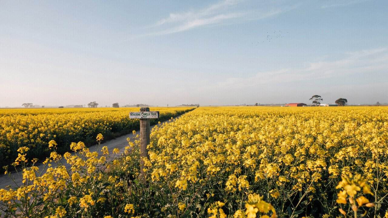 Australia canola trail - travel and tour world Australia travel surges as nsw canola fields turn the riverina golden with a spectacular spring road trip.