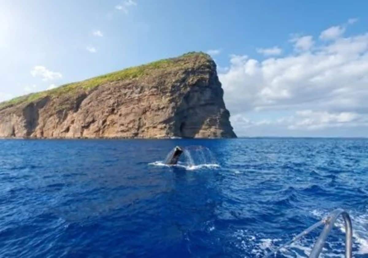 Mauritius 1