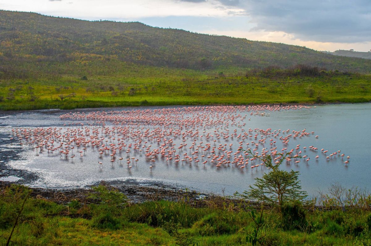 Tanzania Experiences A Massive Safari Travel Boom As Mkomazi National Park Triples Visitor Numbers After Black Rhino Launch, Here’s The Update