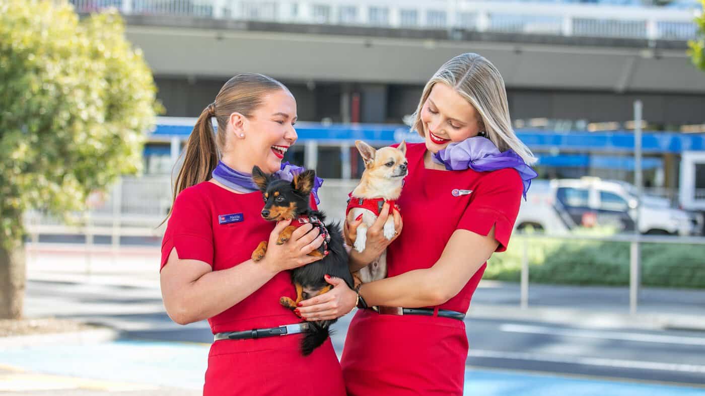 Virgin australia cabin crew holding small dogs for pets in cabin service