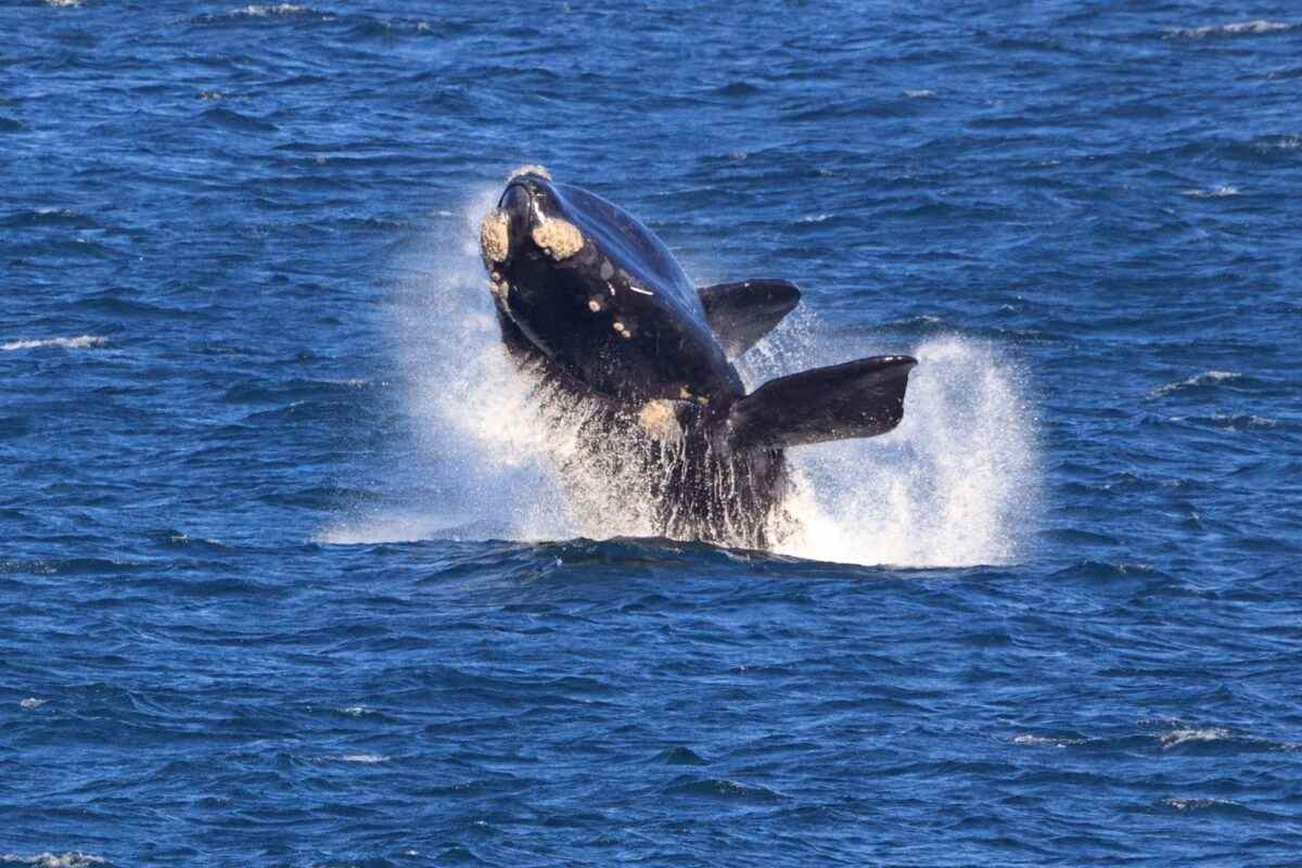 Whale - travel and tour world Hermanus connects whale watching, luxury coastal stays and western cape wine experiences