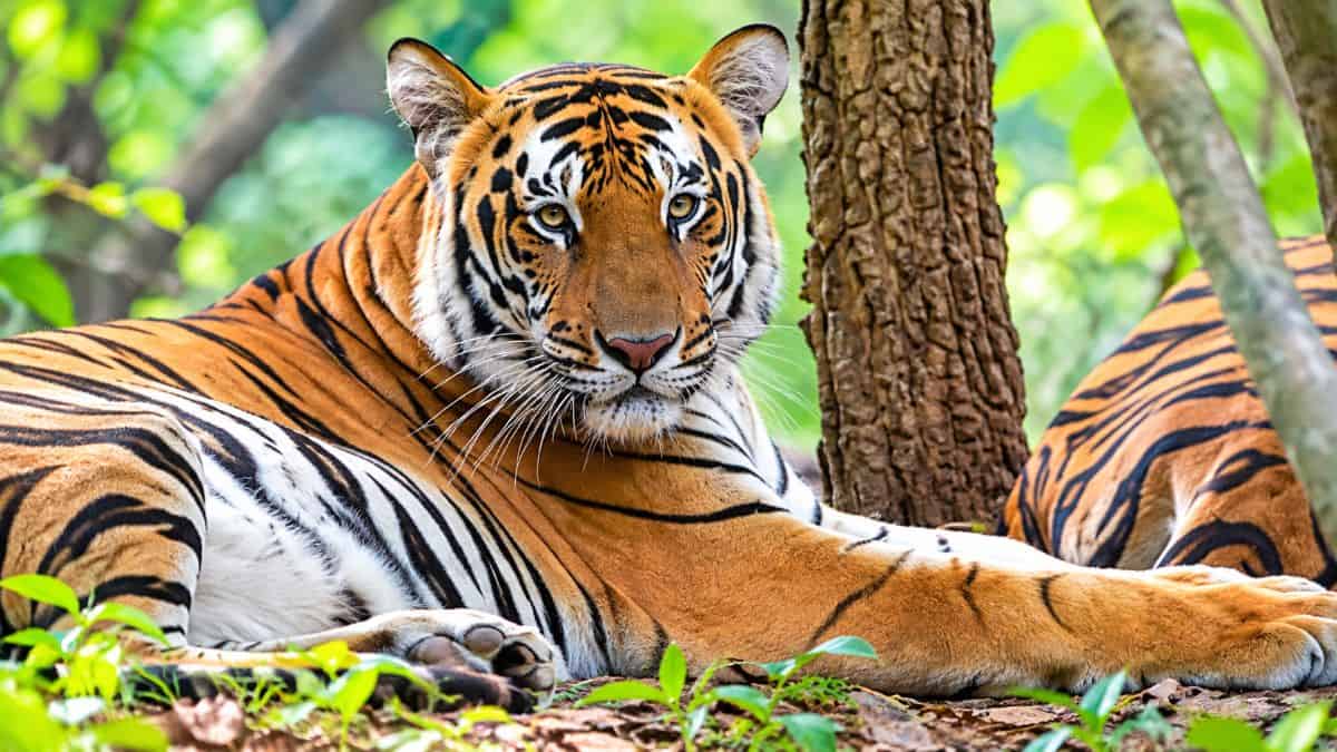 Wildlife conservation rangers and researchers monitoring endangered green sea turtles and wild tigers in protected natural habitats. - travel and tour world Wildlife conservation rangers and researchers monitoring endangered green sea turtles and wild tigers in protected natural habitats.